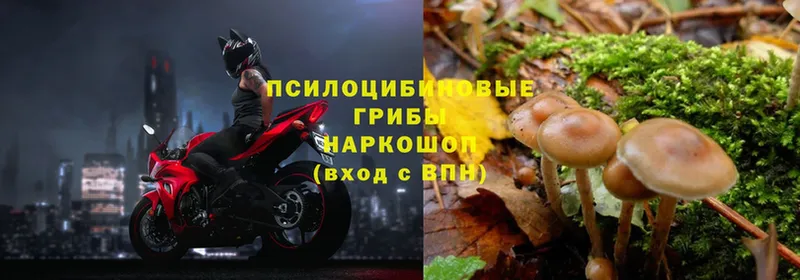 где можно купить   OMG зеркало  Галлюциногенные грибы Psilocybe  Агидель 